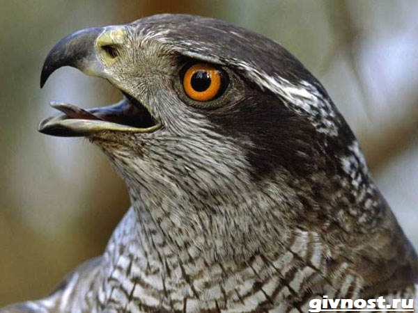 Ястреб-птица-Образ-жизни-и-среда-обитания-ястреба-9