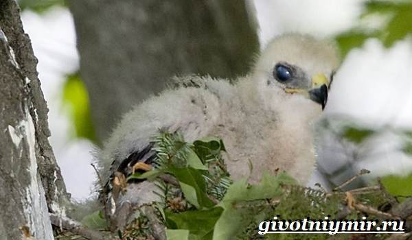 Ястреб-птица-Образ-жизни-и-среда-обитания-ястреба-7