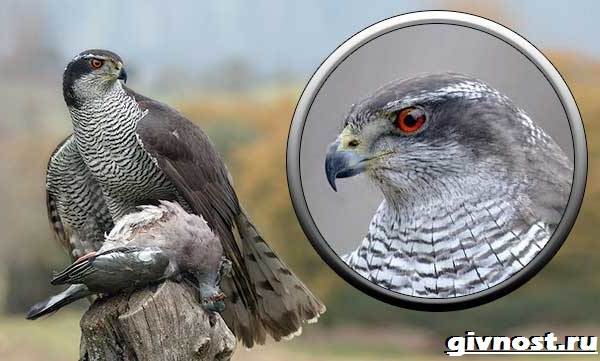 Ястреб-птица-Образ-жизни-и-среда-обитания-ястреба-7