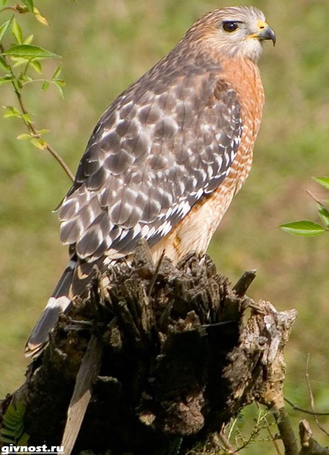 Ястреб-птица-Образ-жизни-и-среда-обитания-ястреба-5