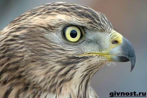 Ястреб-птица-Образ-жизни-и-среда-обитания-ястреба-10