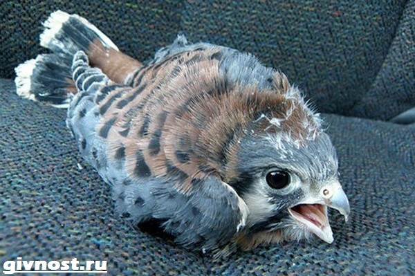 Ястреб-птица-Образ-жизни-и-среда-обитания-ястреба-11