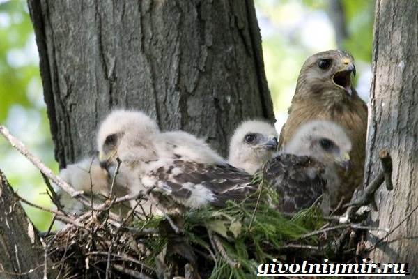 Ястреб-птица-Образ-жизни-и-среда-обитания-ястреба-5