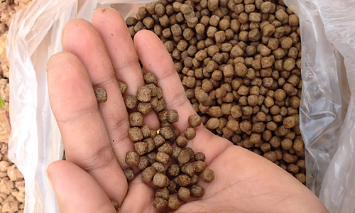 Чем кормить рыб?