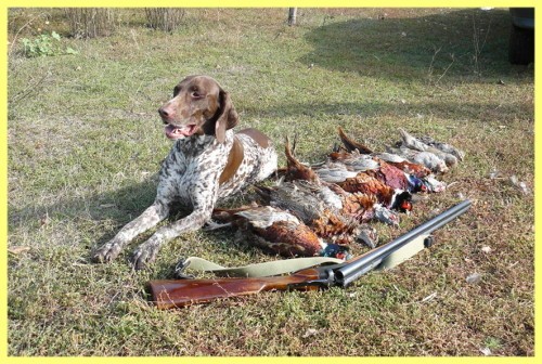Охота на фазана с собакой