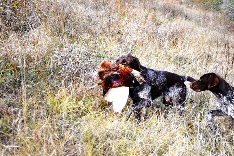 Охота на фазанов с собаками