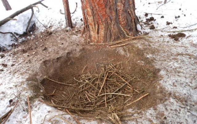 Как охотиться на кабана: с гладкоствольным оружием, видео, с подхода летом, осенью, загоном, на секача