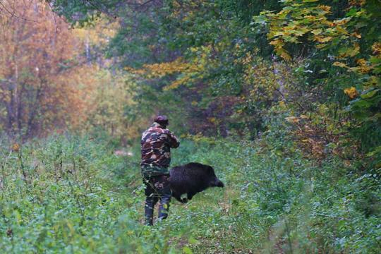 Как охотиться на кабана: с гладкоствольным оружием, видео, с подхода летом, осенью, загоном, на секача