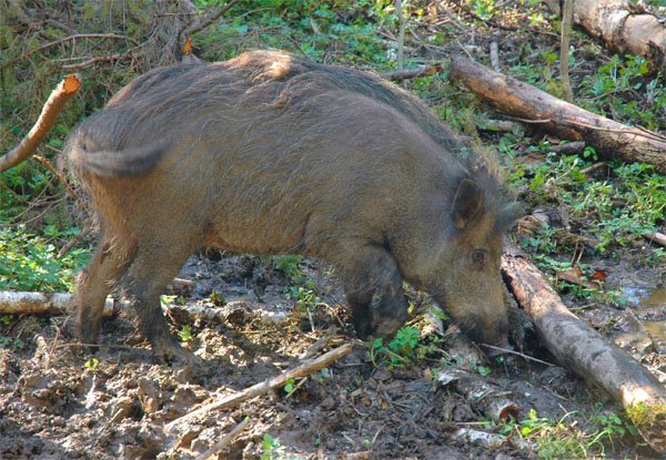 Как охотиться на кабана: с гладкоствольным оружием, видео, с подхода летом, осенью, загоном, на секача