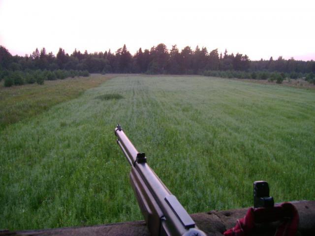 Как охотиться на кабана: с гладкоствольным оружием, видео, с подхода летом, осенью, загоном, на секача