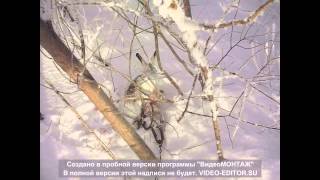 охота на зайца с капканом 2(заяц в капкане, а также пара корсаков., 2015-03-05T15:28:32.000Z)