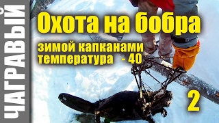 Охота на бобра капканами зимой 2 | новый вариант установки(Охота на бобра капканами зимой продолжается. Поймали в капкан очередного бобра. Специально для братьев. 2017-02-14T14:03:57.000Z)