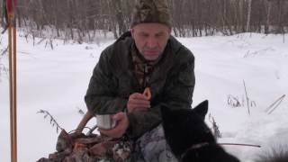 Охота на куницу в новогодние каникулы.(Приятно видеть, когда молодые лайки уже чему -то научились в этой охоте., 2017-01-07T15:27:08.000Z)