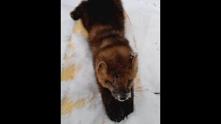 Охота на соболя капканами HD(Охота на соболя капканами.Первый опыт.Как я осваивал охоту капканами JOIN VSP GROUP PARTNER PROGRAM: https://youpartnerwsp.com/ru/join?9. 2015-10-01T17:44:13.000Z)