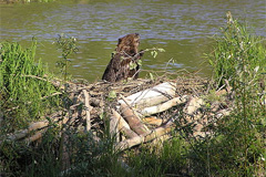 Способы охоты на бобра