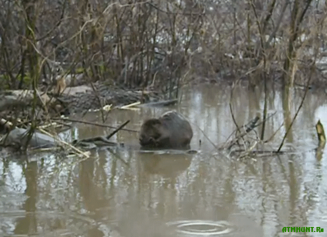 Ohota na bobra s ruzh