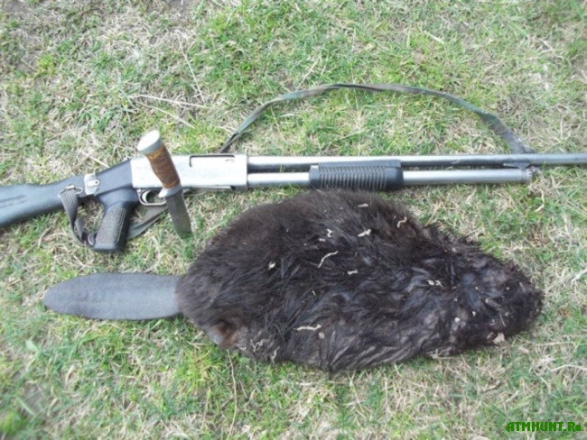 Ohota na bobra s ruzh