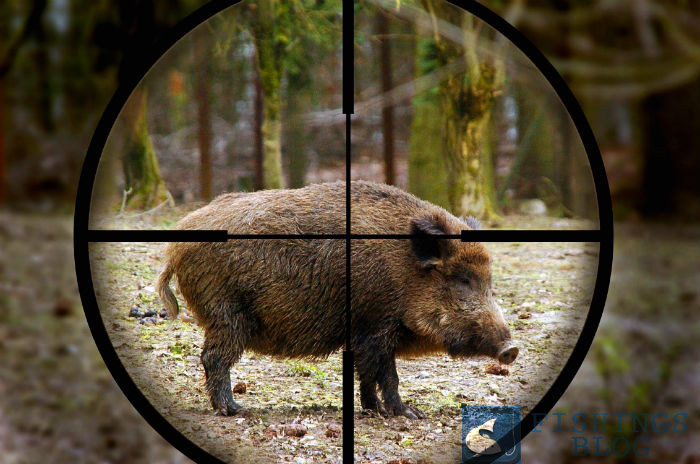 как охотиться на кабана