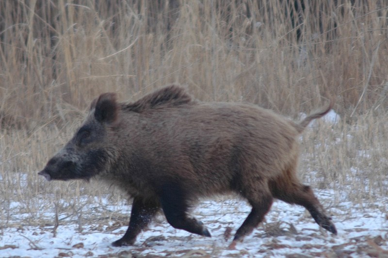 кабан осенью