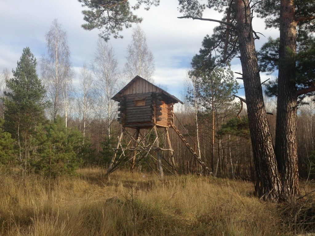 Охота на кабана