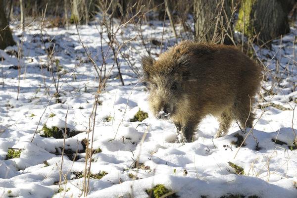 Кабаненок сеголетка