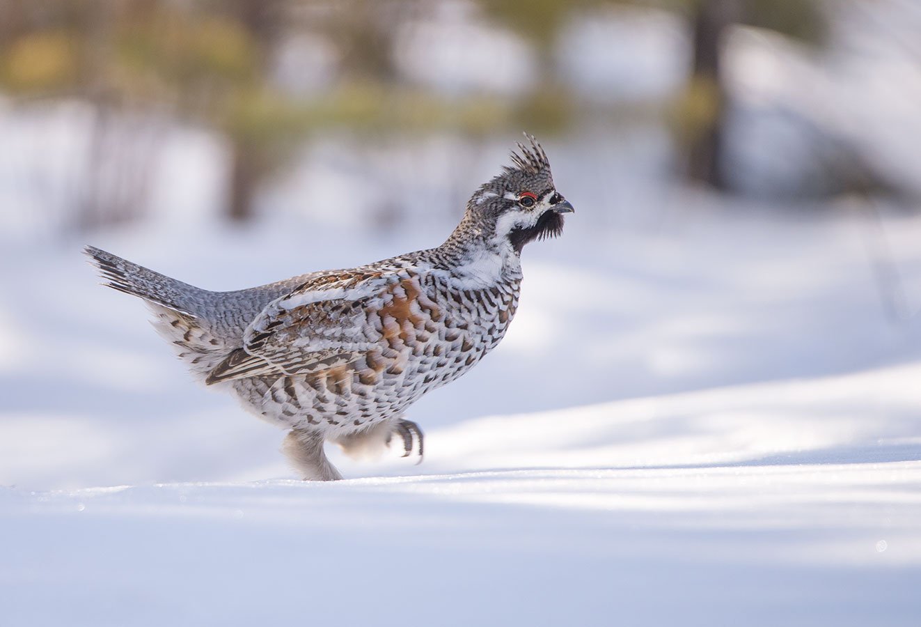 Сезон охоты на рябчика