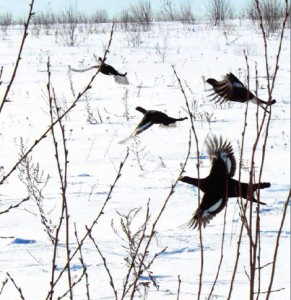 Тетерев зимой