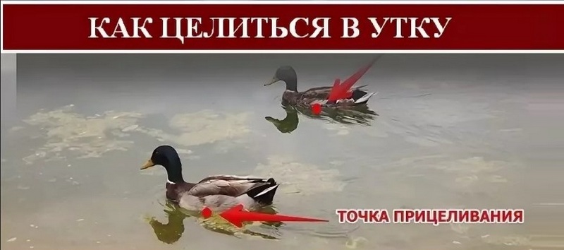 Целиться по сидящей утке стоит несколько ниже ее туловища