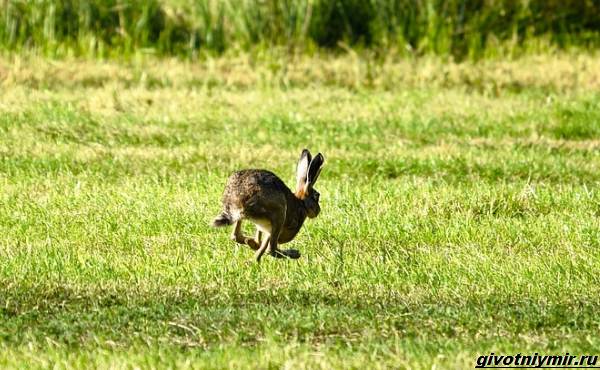 Охота-на-зайца-разными-способами-5