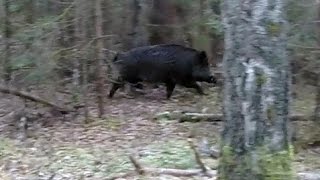 Выход кабана на охоте(Во время охоты на лося в Тверской области, из загона донёсся шум, треск. Приготовился, вёл по силуэту. Как. 2014-12-01T10:24:22.000Z)