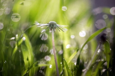 Росинки на траве