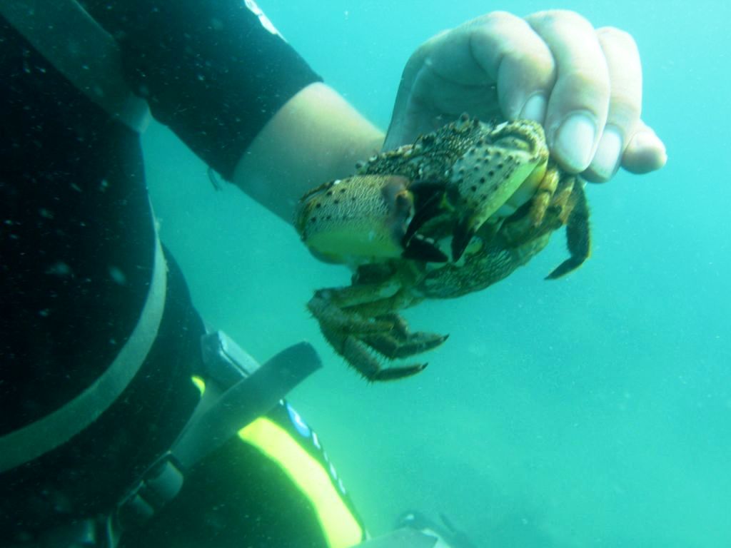 Краб в руке 