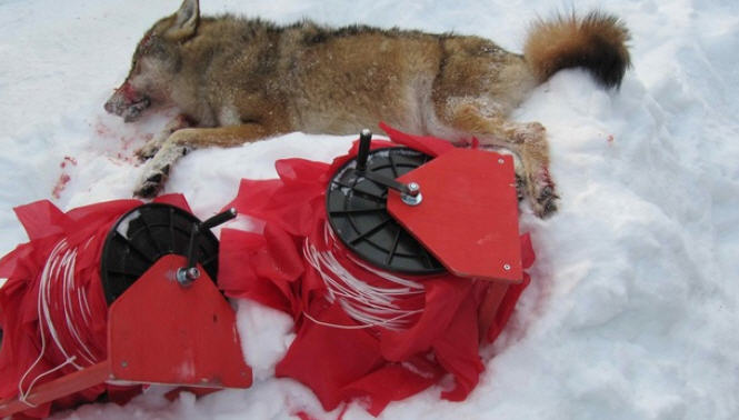 охота на волка с флажками