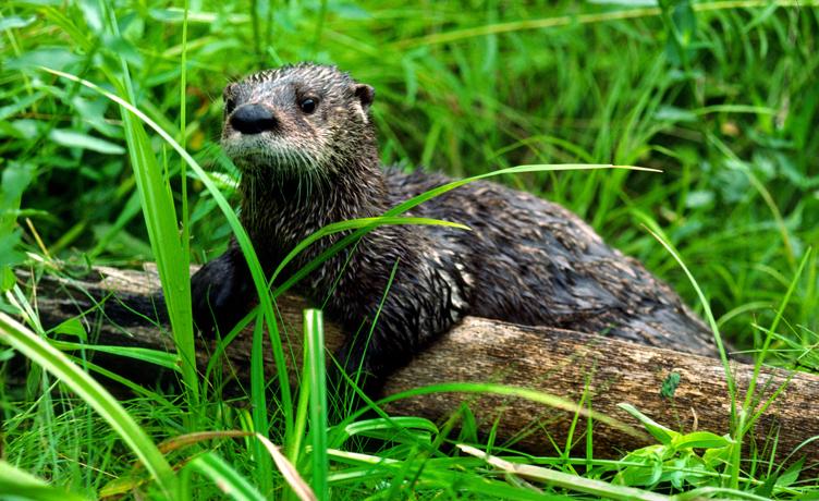 Выдра в лесу