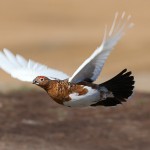 Полет тундряной куропатки