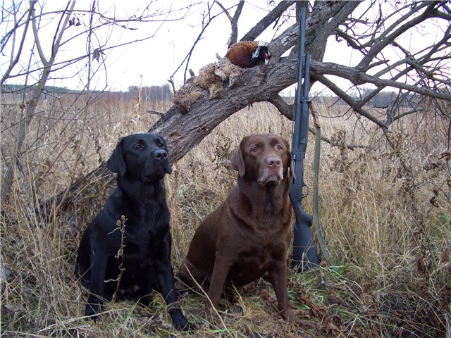 лабрадоры на охоте