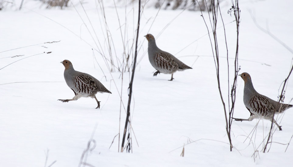 Куропатки зимой