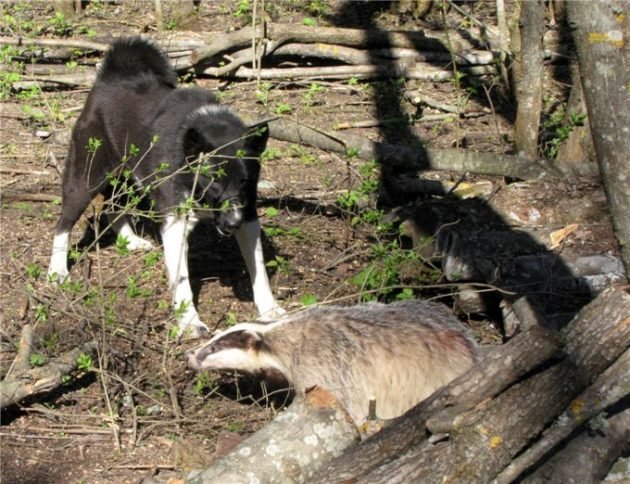 Барсук и охота на него