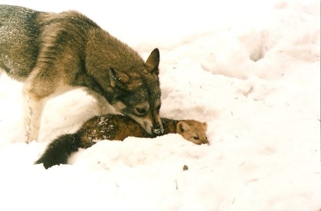 Особенности работы лаек по соболю