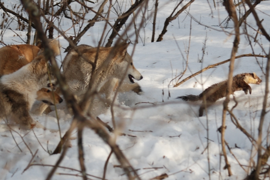 погоня за куницей на земле