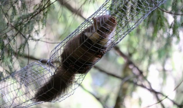 Притравка по кунице