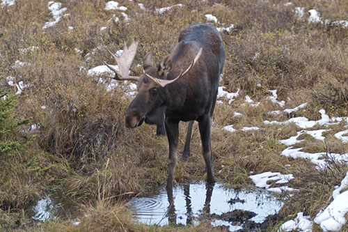 Охота после промерзания почвы