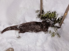 Охота на выдру: особенности и способы отлова