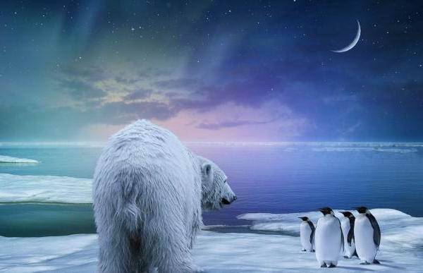 Почему-белый-медведь-не-ест-пингвинов-4