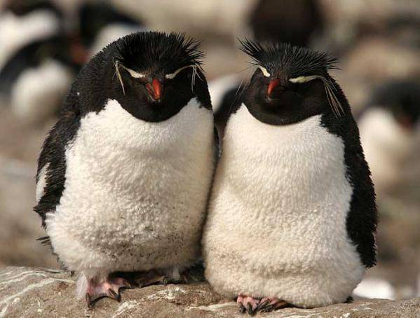 Медведь и пингвин. Почему белый медведь не ест пингвинов?