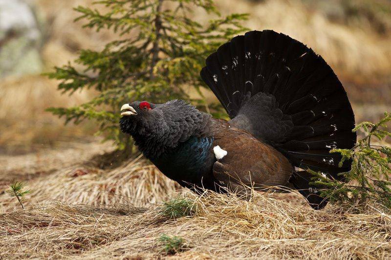Охота на глухаря весной на току