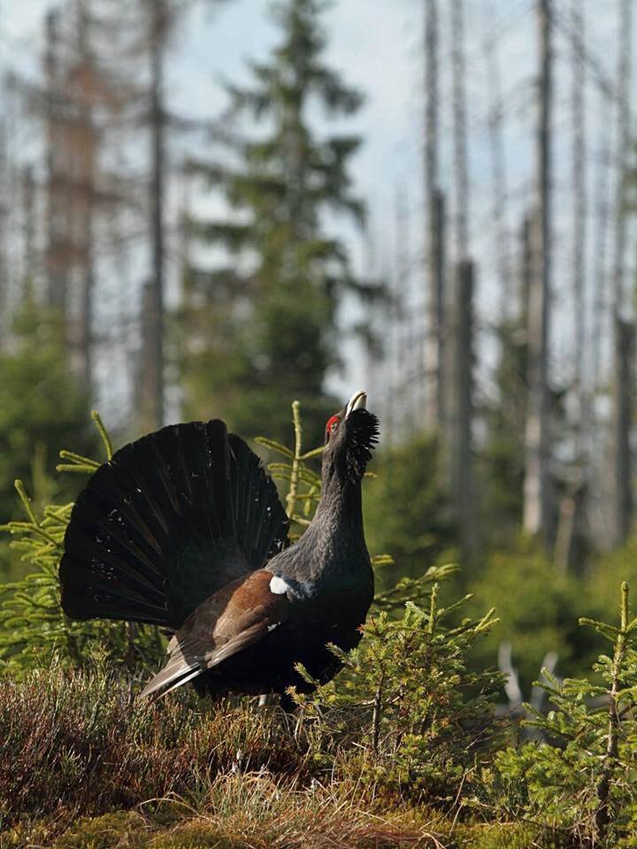 Охота на глухаря, охота на глухаря весной, охота на глухаря на току