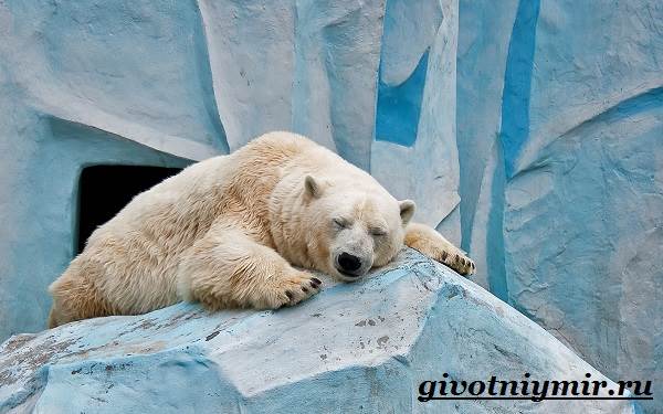 belyj-medved-obraz-zhizni-i-sreda-obitaniya-belyx-medvedej-2.jpg