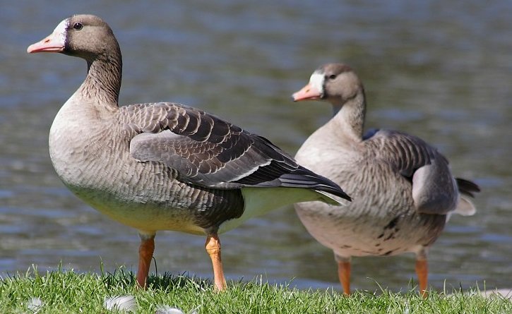 Белолобый гусь