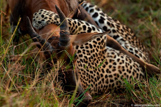 Как охотится леопард